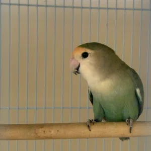سلطان الحسني