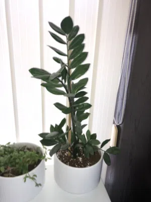 نبتة الزامية