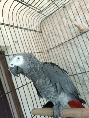 كاسكو متكلم اليف
