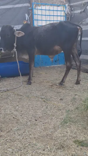 للبيع عجل سمين فووول ماشاءالله تبارك الرحمان