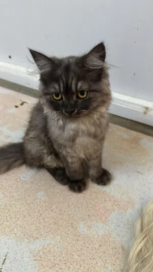 Persian cats