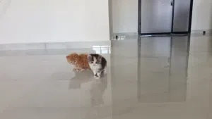 قطط شيرازية للبيع ( بيعة مستعجلة)