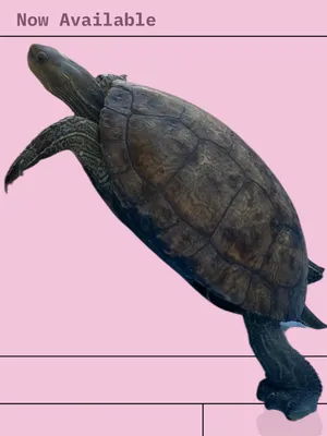 Turtles4