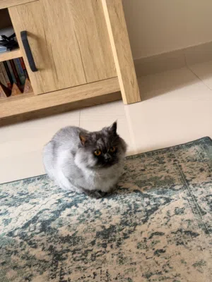 قطة مكس scotch-persian