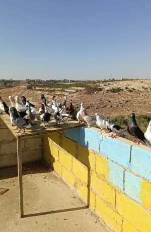 طيور حمام للبيع