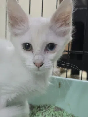 Turkish angora kitten female