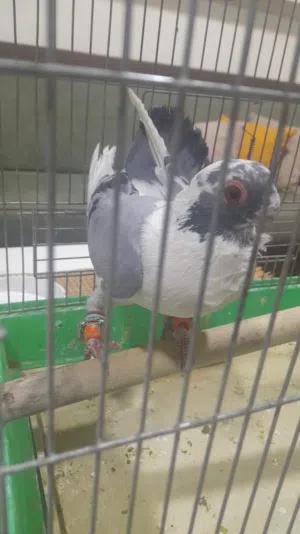 طير حمام للبيع