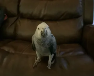 Talking trained African grey parrot