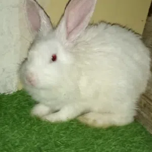 ارنب انثى للبيع الحجم الكبير