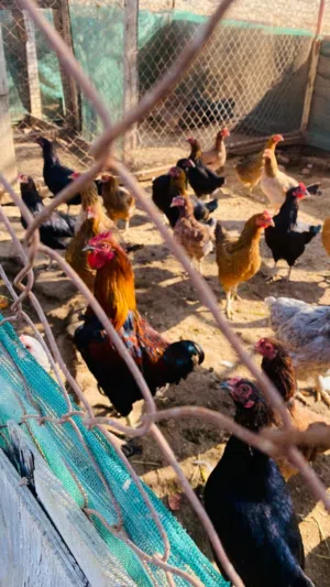 جاج بلدي بياض البدل على غنمه