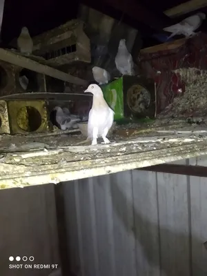 Pigeons0