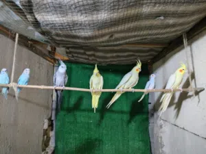 طيور محميه للبيع زوجين كوكتيل وزج طيور حب وتك حمام ملكي كلمن وسعر للاستفسار المراسله طيور شرط صحه .
