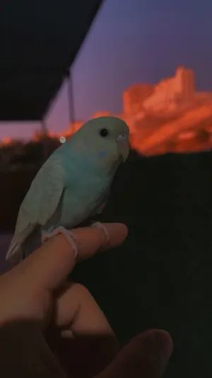 Parrots2