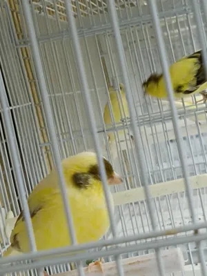 كناري روسي