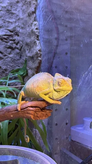 حرباء خضراء - Green Chameleon