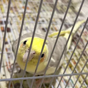 للبيع كروان انثي
