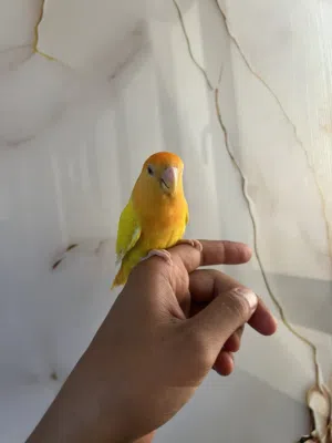 روز مروض تناديه يجي