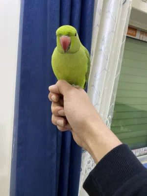 مخلف دره هندي