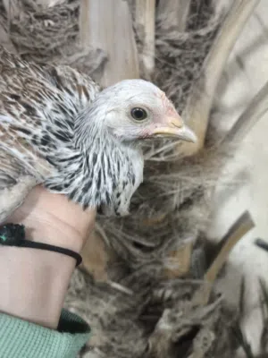 فروجات دندراوي قطعتين