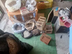 مجموعة أقفاص وبذور مشكله