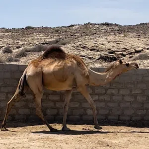سبحان الله 