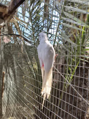 كوكتيل البينو ذكر للبيع مع فرخ شكر عيون حمر