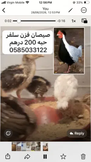 للبيع طيور نوادر لمحمية