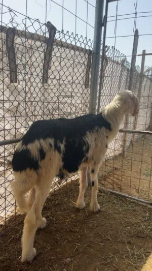 كبش نجدي راص حصان