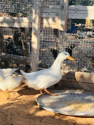 بط للبيع 3 طروف