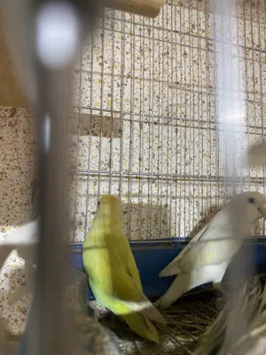 جوز ربي ايبارك للبيع أو تبديل بي ديك براهما