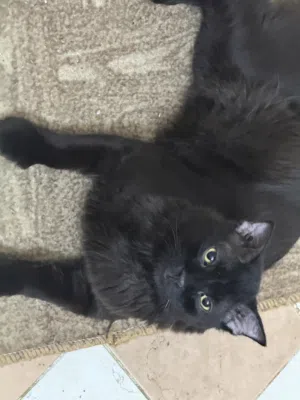 Black Persian male cat available for free adoption