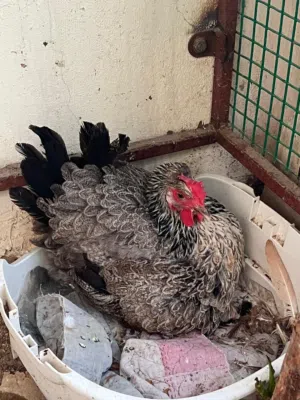 دجاج كويتي نظيف ا