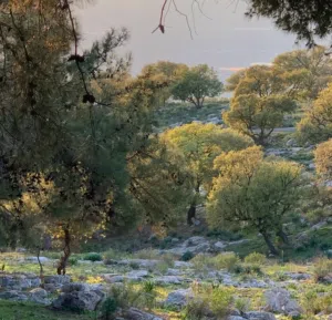 عبدالله الزعبي الزعبي