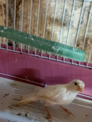 طيره جزري غامق وبندوق ابيض فيه عرق ازرق وفيه حبه مخلفه اخر غيار  يعني فحلين وطيره للبيع او بدل ع فحل