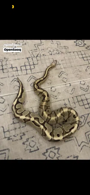 Female Ball python, انثى بول بايثون