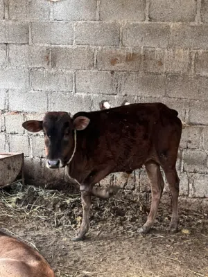 عجل محلي للتربيه