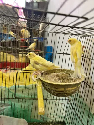 طيور كناري