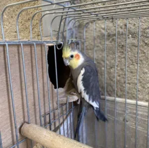 جوز كوكتيل نخب تحتيه بيض