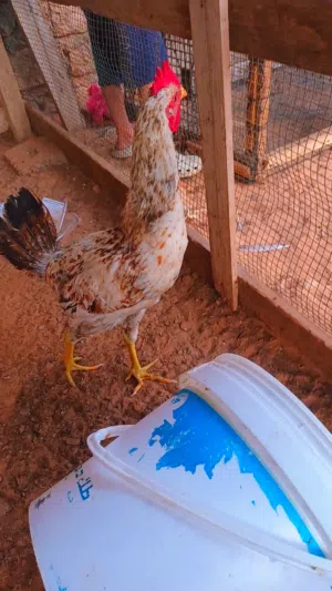 فراريج للبيع