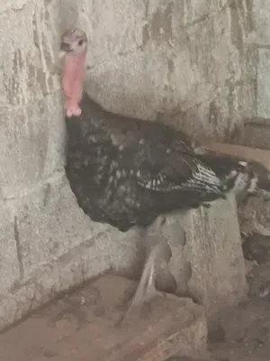 ديك رومي بلدي (حبش) بدل على دجاج