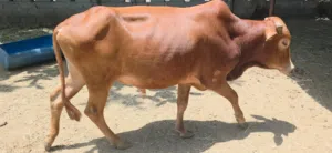 ثور سمين ما شاء الله أضحيه أو فحل ممتاز