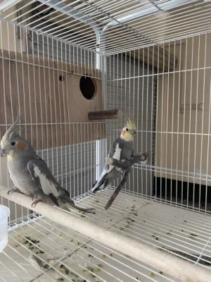 For Sale Pair Cockatiel Birds