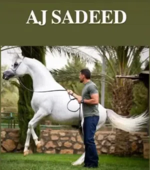 خيل عربي ولا انجليزي مسجل