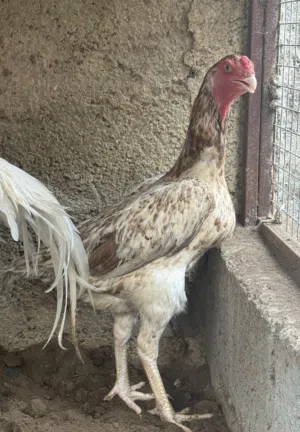 دجاجتين شامو ألماني منتجات