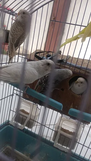 Birds4