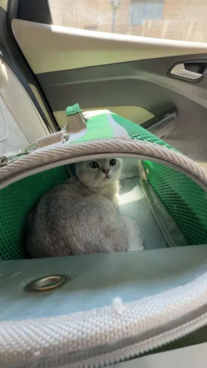 ذكر سكوتش ستريت