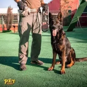 تدريب جميع انواع الكلاب Training dog بالاضافه لخدمه مبيت الكلاب والقطط وخدمه التحميم والتوصيل