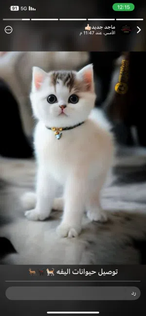 خدمة نقل حيوانات اليفة