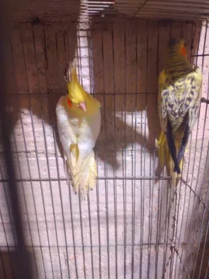 جوز كوكتيل العمر 7 شهور