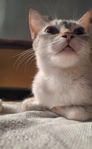 ثلاثة قطط ايناث ببلاش